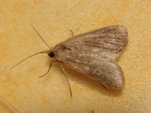 DSC06829.JPG