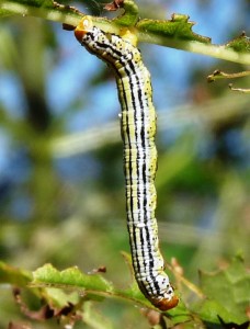 Arichanna melanaria  Aarts Tineke  28092010 Sort pyrénées Espagne.JPG