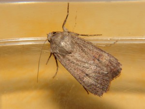 DSC06841.JPG