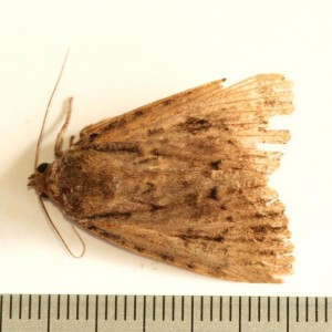 Copie de IMG_2462.jpg