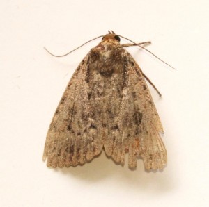 Copie de IMG_2470.jpg