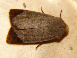 Hoplodrina (2).JPG