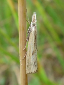 Agriphila inquinatella bis.JPG