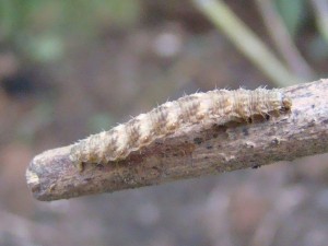 Eupithecia virgaureata.JPG