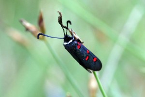 Zygene lavandulae_1339.jpg