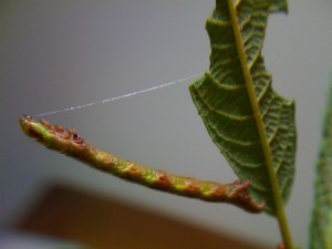 051010m 014 (Custom).jpg