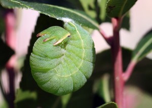 prénymph ppc-31-03-09.2254.jpg