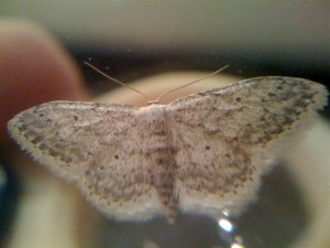 géo 030910 2 (Medium).jpg