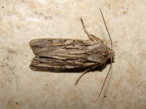 Lithophane leautieri.JPG