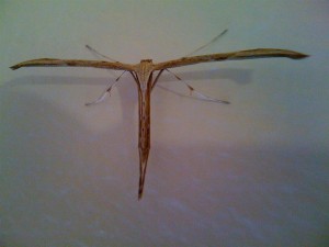 pterphore 25mm 081010.jpg