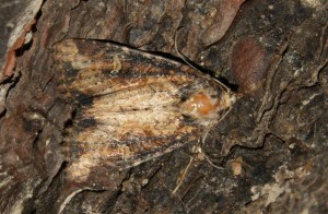 Liste 2207 Mesapamea secalis ou Didyma Teulier Emilien Albias 82 07072010.jpg