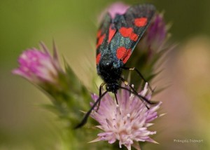 Liste 2223 Zygaena filipendulae Diemert François Bouaye 44 01072010.jpg