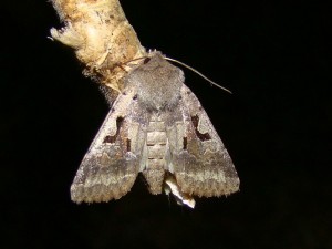 Copie de DSC06504.JPG