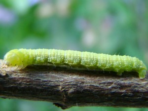 Aethalura punctulata.JPG