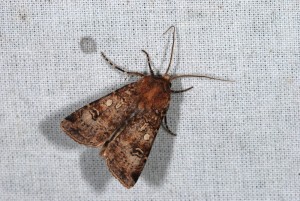 agrotis.JPG