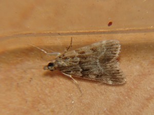 DSC06927.JPG