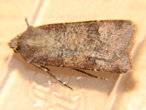 DSC06921.JPG