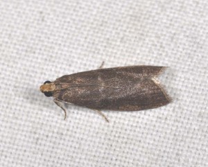 Arudy 20100806-1.JPG