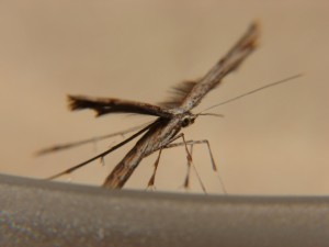 DSC06949.JPG