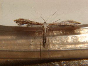 DSC06944.JPG
