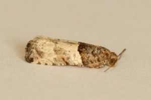 Copie de IMG_2298.jpg