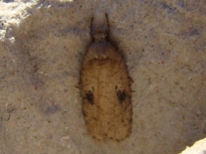 Agonopterix propinquella.JPG