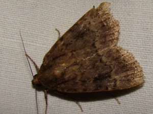 Amphipyra pyramidae (Sec marais).JPG
