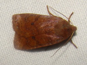 Agrochola lota.JPG