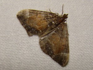 DSC05440.JPG