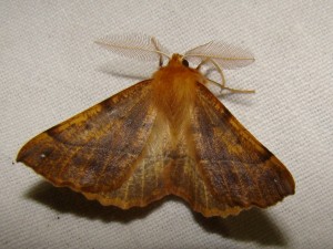 Colotois pennaria.JPG