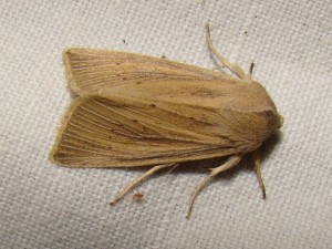 Mythimna pallens.JPG