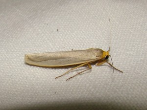 Eilema complana.JPG