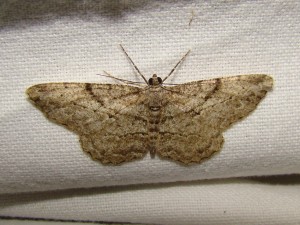 Peribatodes rhomboidaria.JPG