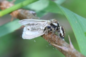 Copie de IMG_6145.jpg