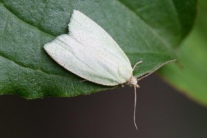 Copie de IMG_6170.jpg