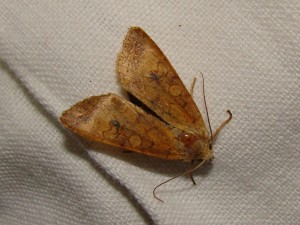 Xanthia gilvago.JPG