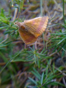 Lythria 030810 (Custom).jpg
