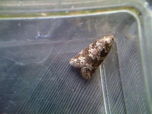 140710 env 15mm.jpg
