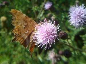 Polygonum C-album 030810.jpg