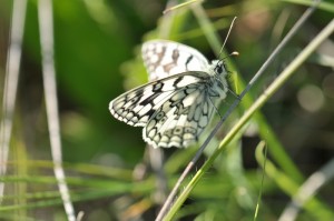 322.Melanargia galathea - LeDemi deuil  (1)a..jpg