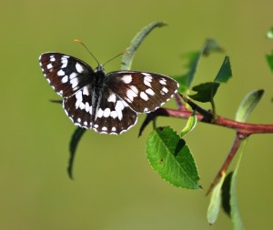 322-Le Demi Deuil-Melanargia galathea  (4)b..jpg