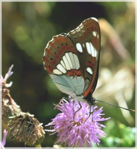 Limenitis reducta - Sylvain azuré   (5)b..jpg