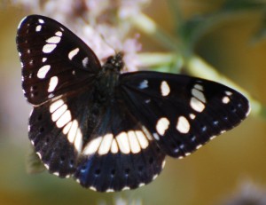 Limenitis reducta - Sylvain azuré   (4)a..jpg