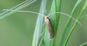 Copie de IMG_3243.jpg