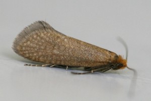 Copie de IMG_2634.jpg