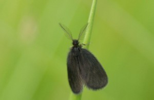 Liste 2528 A déterminer Psychidae Teulier Emilien Montbartier 82 26052010.jpg