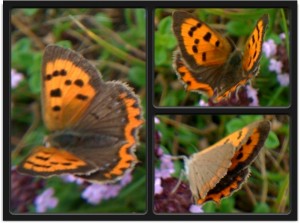 Lycaena Phlaeas 080710.jpg