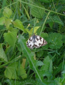 Melanargia galathea 090710.jpg