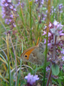 Coenonympha pamphilus 030810.jpg