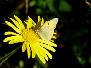 colias-crocea 01-11-2010 14-17-17.JPG